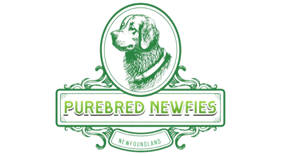 Purebred Newfies